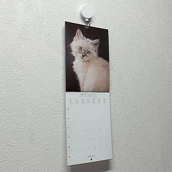 Amazon | ドレジャー 2026年 スモールカレンダー 猫 動物 壁掛け